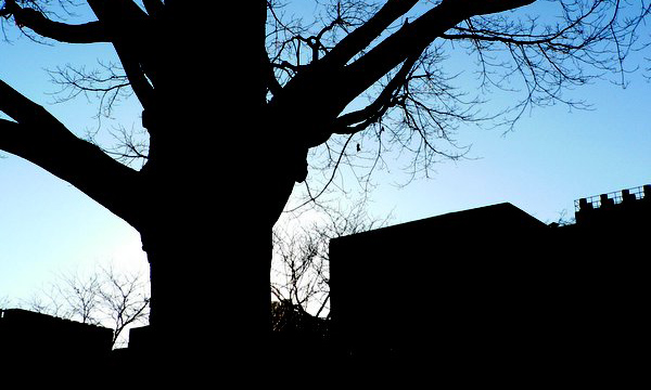 City tree silhouette