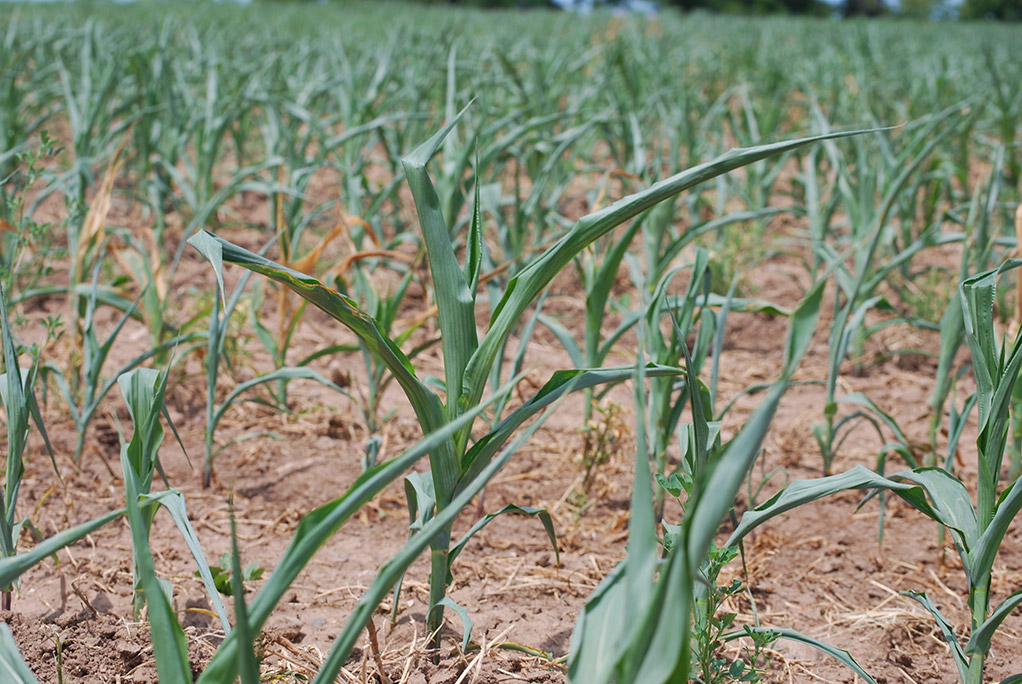 Corn plants withered by drought