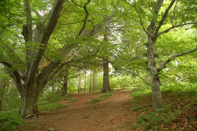 forest with open understory