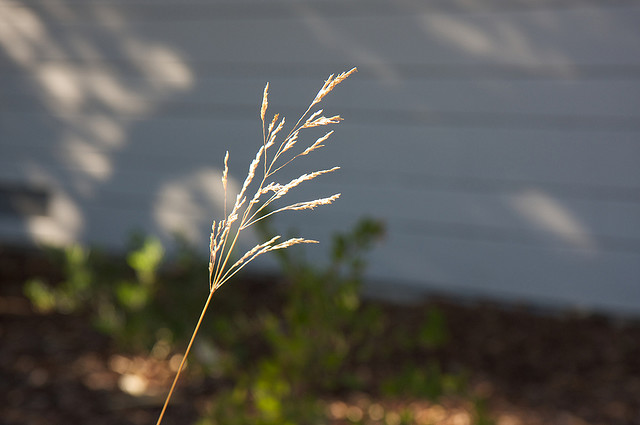 tufted hair grass (Deschampsia caespitosa) in a yard