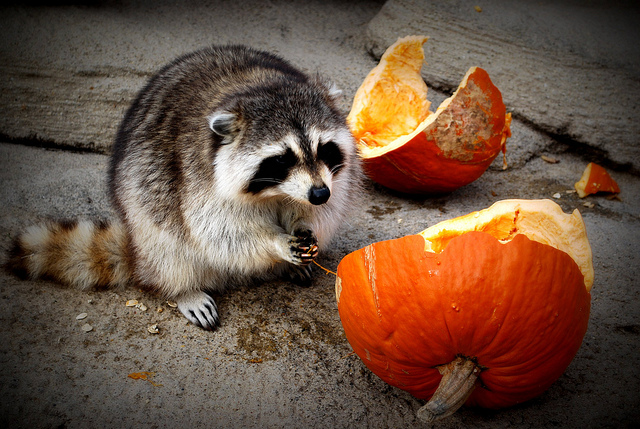 Raccoon chows down a pumpkin