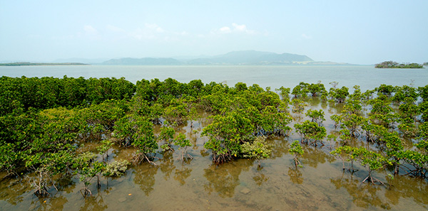 Mangroves