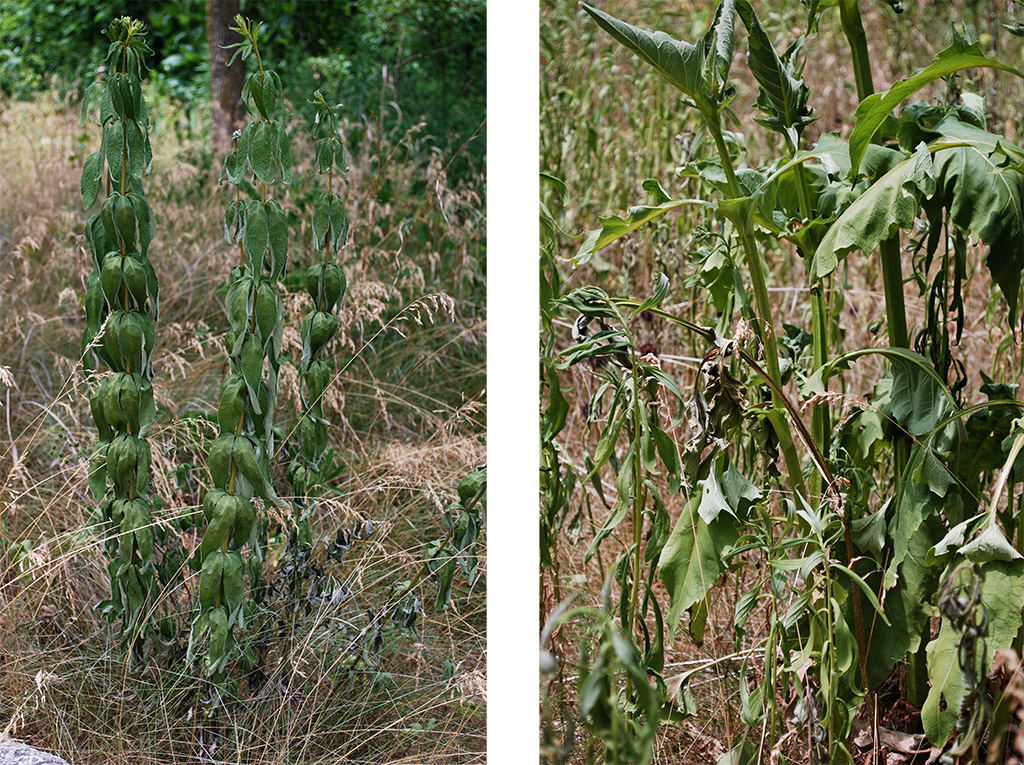 Prairie plants withered by drought