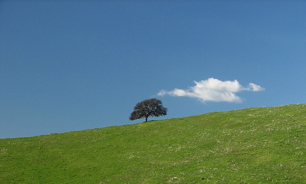 Lone tree