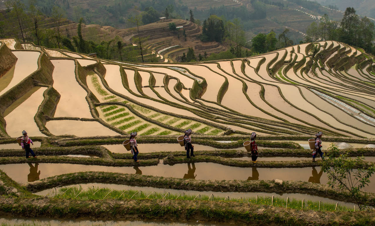 intensive subsistence agriculture wet rice dominant